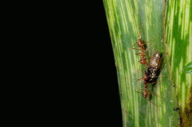 Macro ants are on the leaf