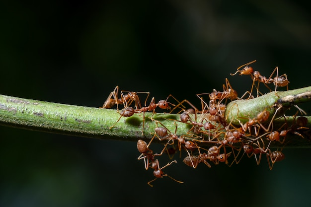 Macro Ants on Plants