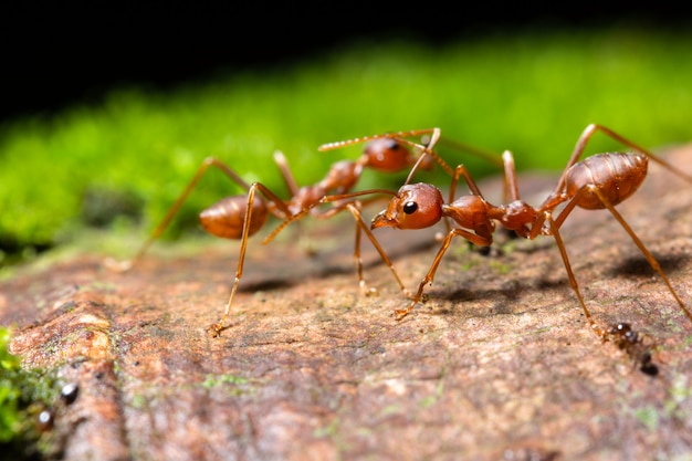 Макро-муравьи на растениях