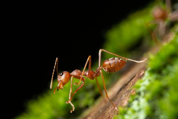 Macro ants on plants