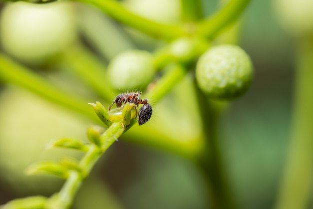 Macro ants on plants