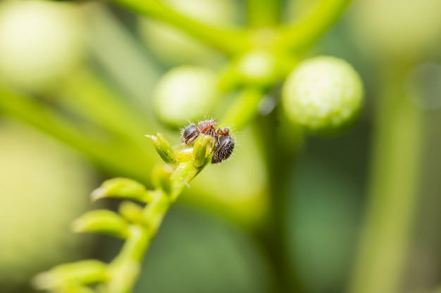 Macro formiche sulle piante