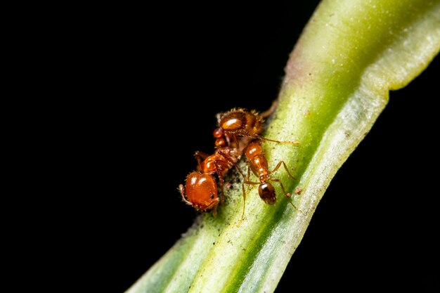 Macro ants on plants