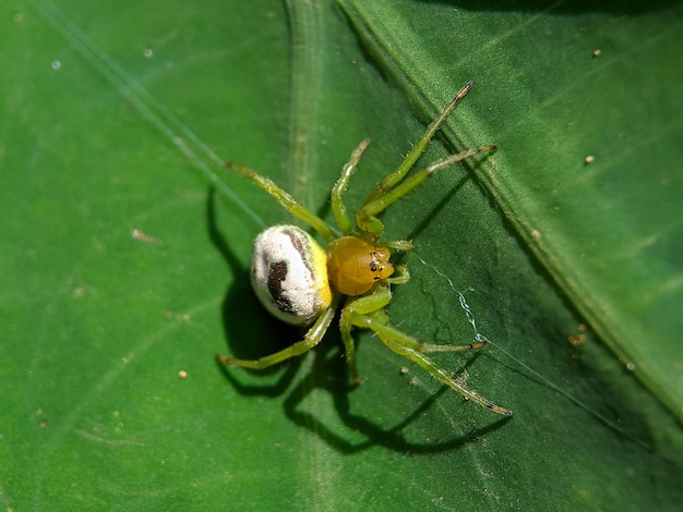 녹색 잎에 Araniella cucurbitina 거미의 매크로