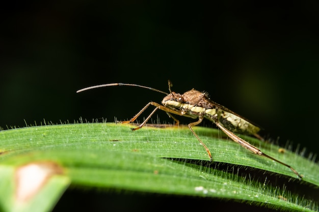 Macro assassin bug