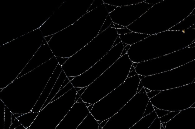 Macro backdrop black spider web