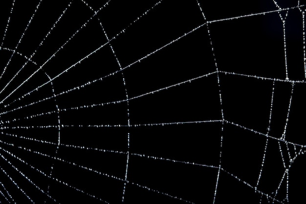 Macro backdrop black spider web