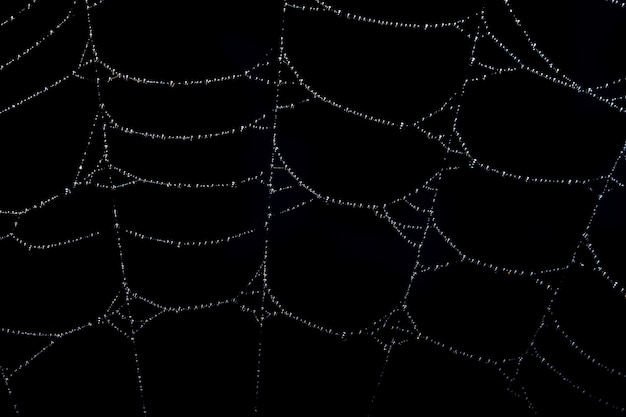 Macro backdrop black spider web