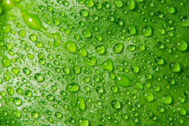 Macro background drops on green leaves