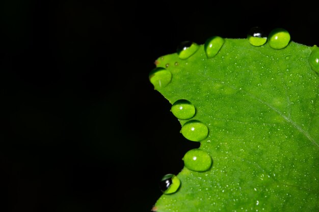 Macro background drops on leaf