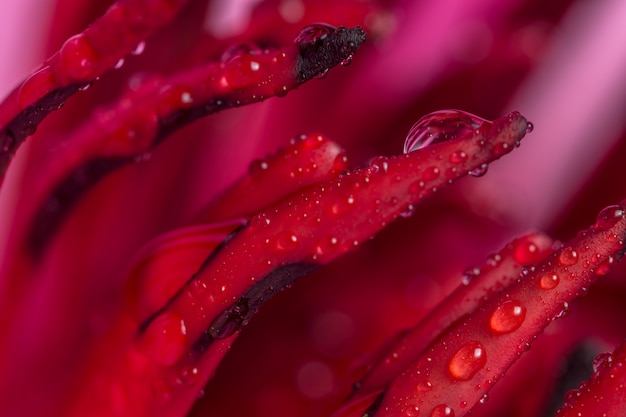 Macro background drops on lotus petals