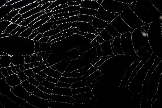 Macro background drops on spider web