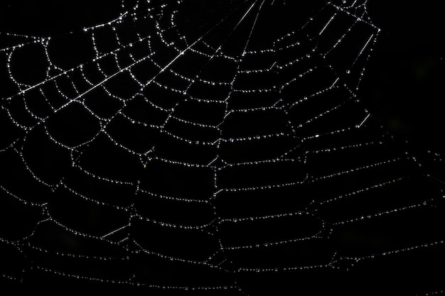 Macro background drops on spider web