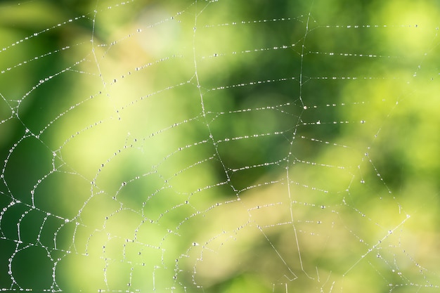 Macro background drops on spider web