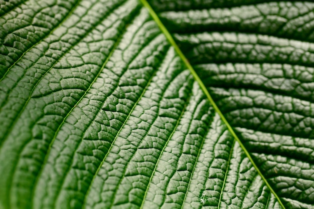 Photo macro background of green leaf