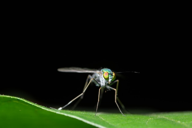 Macro background insect on leaf