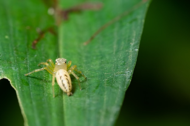 Macro background spider on grass