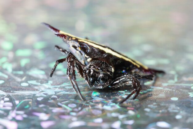 Macro background spider