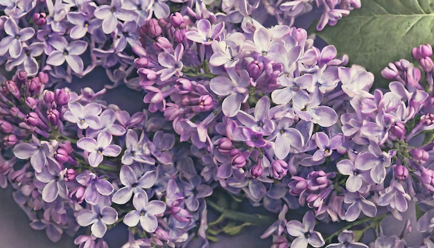Macro background of spring lilac violet flowers abstract floral backdrop spring concept