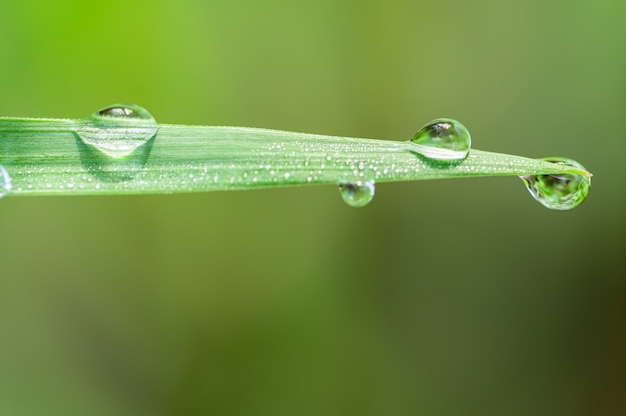 Macro Background Water Drops On Grasses