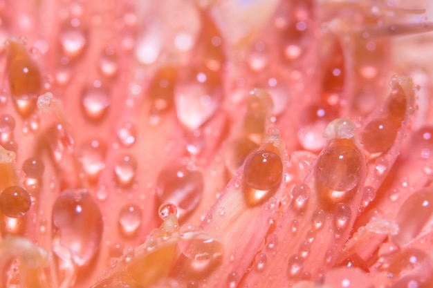 Macro background, water drops, pink flower petals.