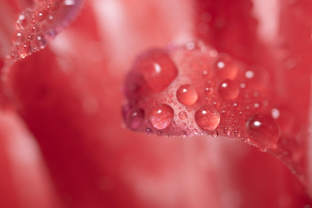 マクロの背景、ピンクの花の水滴