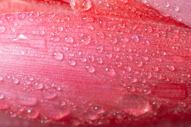 マクロの背景、ピンクの花の水滴