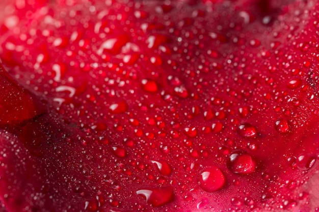 Macro background of water drops on red rose petals.