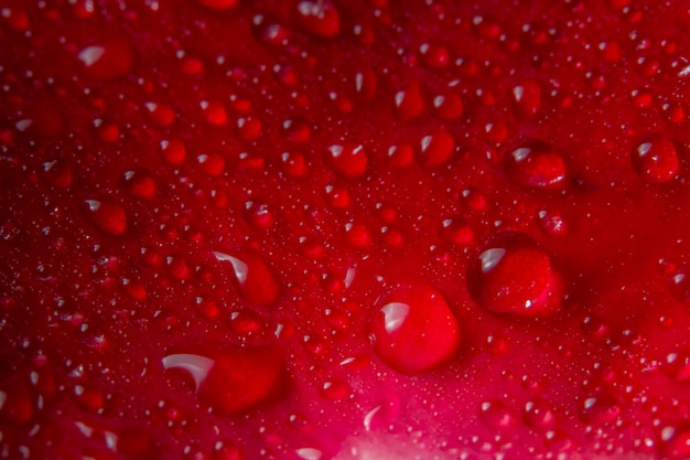 Macro background of water drops on red rose petals.