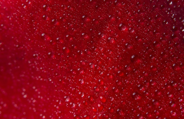 Macro background of water drops on red rose petals.