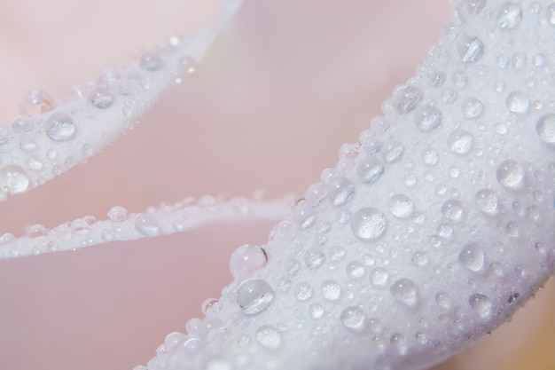 Macro background of water drops on rose petals