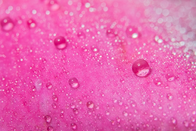 Macro background of water drops on rose petals