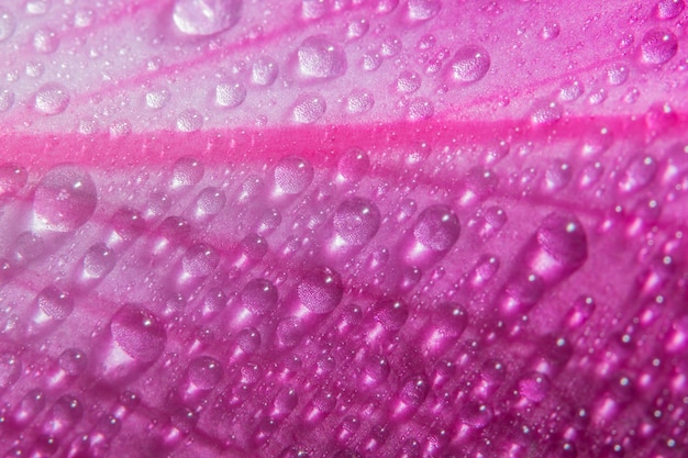 Macro background of water drops on rose petals