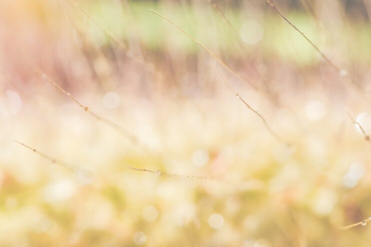 Photo マクロの背景、野生の花の水滴