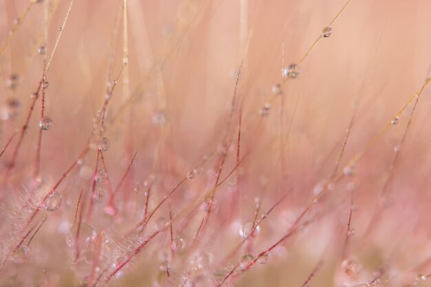 マクロの背景、野生の花の水滴