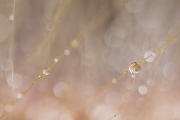 Photo macro background, water drops on wild flowers