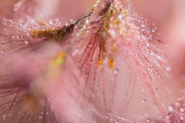 Macro background, water drops on wild flowers