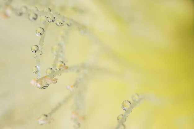 Macro background, water drops on yellow flower petals.