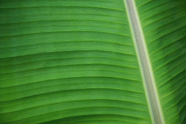 Trama di fogliame di banana macro