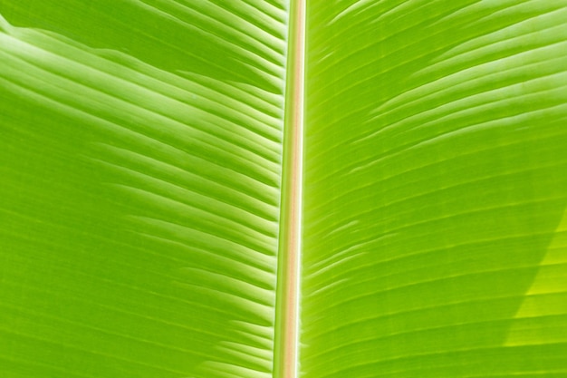 Photo macro banana leaf texture,banana leaf background,green banana leaf background abstract