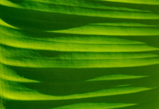 Macro texture foglia di banana, sfondo foglia di banana, astratto sfondo foglia di banana verde