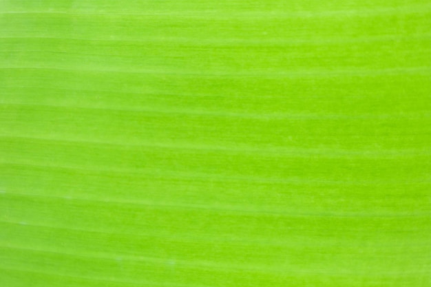 macro banana leaf textureAbstract Texture Shown on Green Palm Leaf