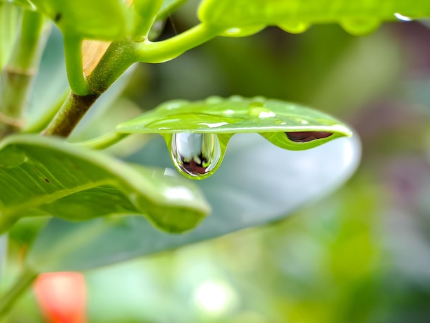 Macro Beautiful big morning dew drop in nature selective focus Transparent clean water drops on a leaf natural green blur background