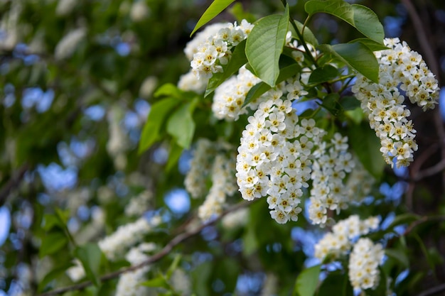 Macro beautiful blooming branch of bird cherry on a sunny spring day in the garden