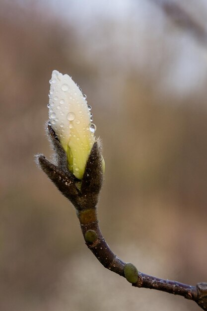 Macro of a beautiful bud of magnolia