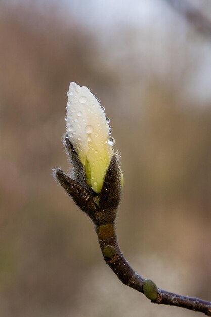 Macro of a beautiful bud of magnolia