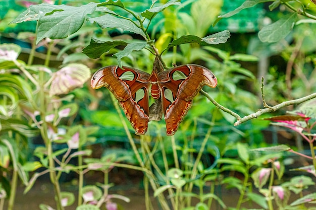 Macro beautiful butterfly Attacus lorquini