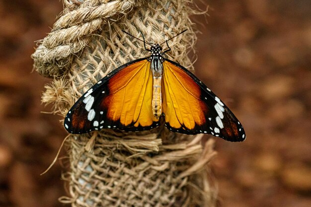 Фото Макро красивая бабочка danaus chrysippus