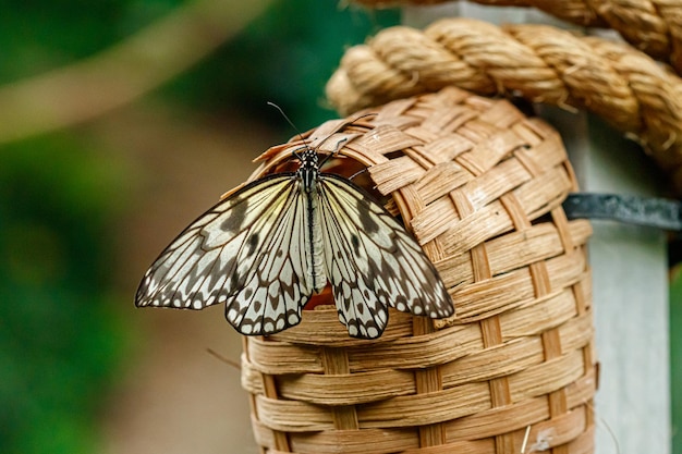 Macro beautiful butterfly Idea leuconoe