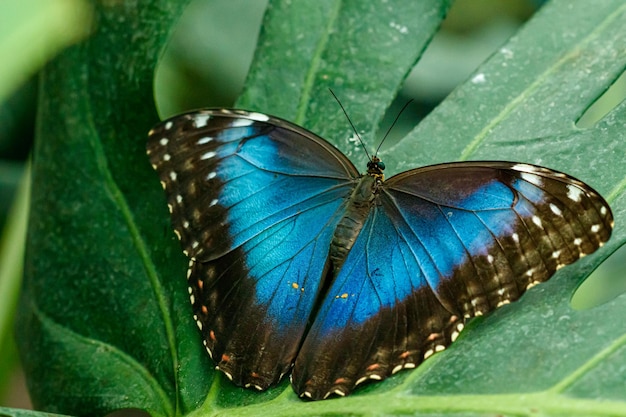 매크로 아름다운 나비 Morpho helenor